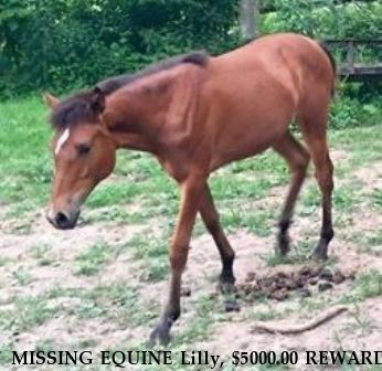 MISSING EQUINE Lilly, $5000.00 REWARD  Near Charleston, WV, 25314